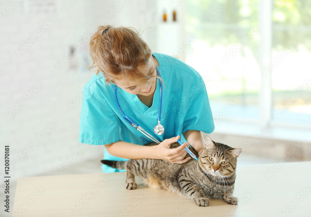 Ταπετσαρία Veterinarian doctor vaccinating cat at a vet clinic