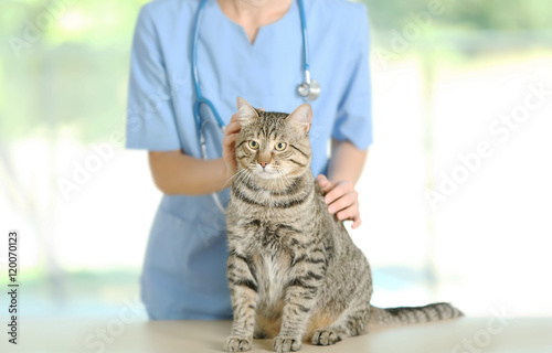 Fototapeta Naklejka Na Ścianę i Meble -  Veterinarian doctor checking cat at a vet clinic