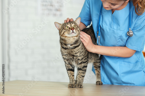 Veterinarian doctor checking cat at a vet clinic photo
