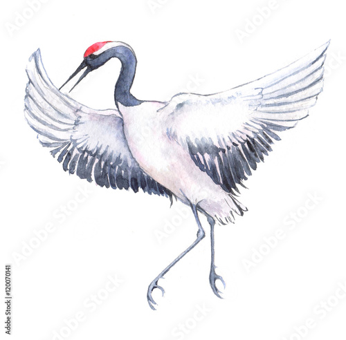 Hand-Drawn Watercolor Drawing Of The Japanese Dancing Crane. Illustration  Of The Bird Isolated On The White Background Stock Illustration | Adobe  Stock