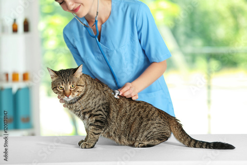 Veterinarian doctor checkin...
