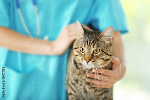 Veterinarian doctor checking cat at a vet clinic