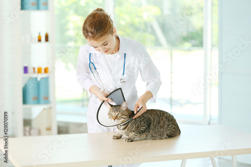 Veterinarian doctor putting...