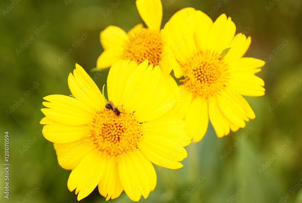 Yellow wildflowers on blurred background Yellow wildflowers on blurred background