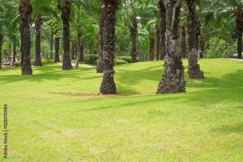 Palm trees and lawns in the evening. Palm trees and lawns in the evening.