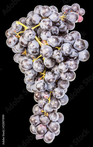 grappe de raisin recouverte d'une pellicule de pruine naturelle, fond noir photo
