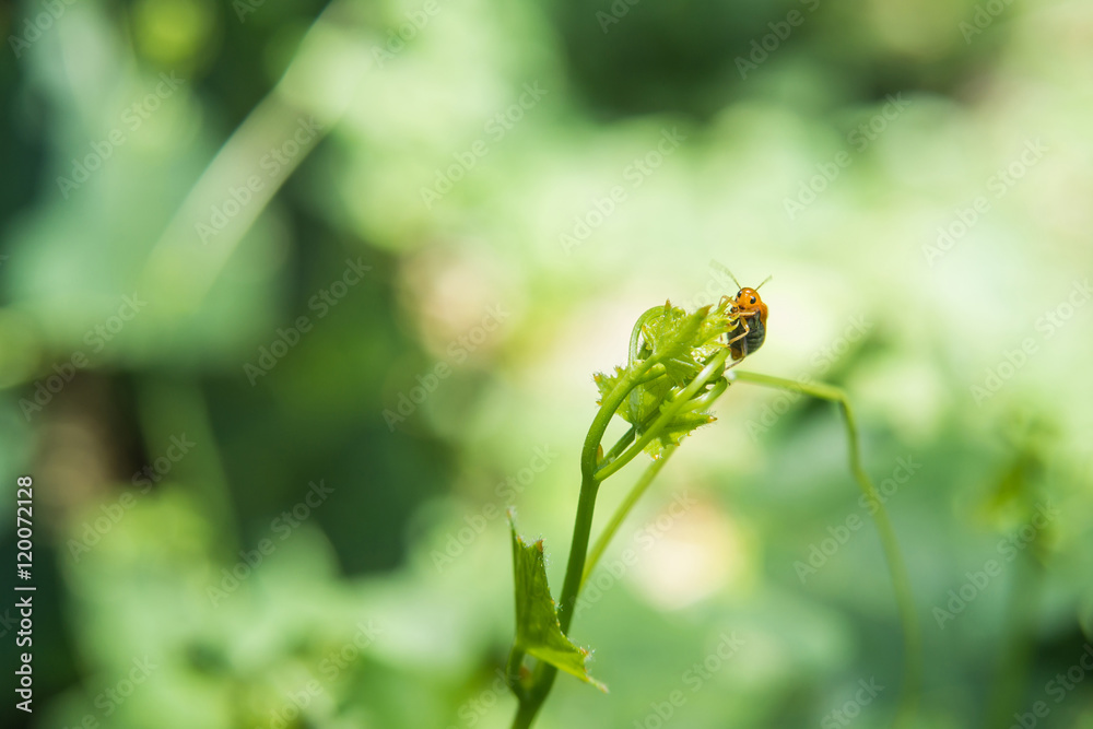 Insects catch on the grass in the park. Insects catch on the grass in the park.