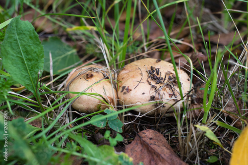 Two small mushrooms growing in the grass very close to each othe