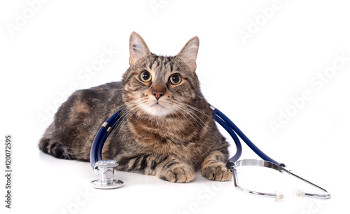 Cat with a stethoscope on his back © thodonal