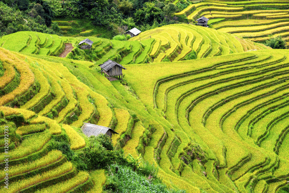 Rice fields terraced and small Village in vietnam.