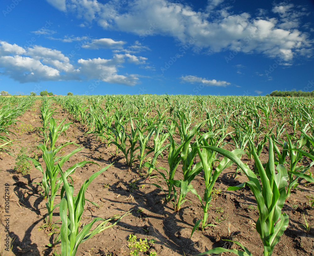 Fototapeta premium Cornfield with Clouds on Bright Summer Day