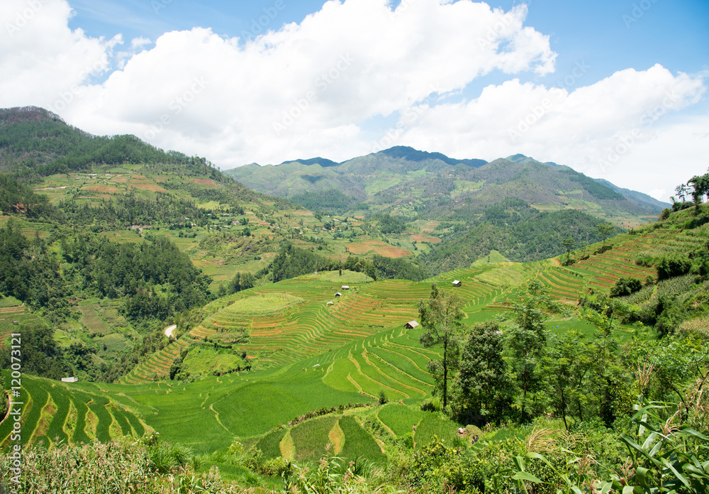Fototapeta premium Agriculture Green Rice fields and rice terraced on mountain at SAPA, Lao Cai, Mu Cang Chai, Vietnam. The most of area is rice terraced. nature and landscape rice fields