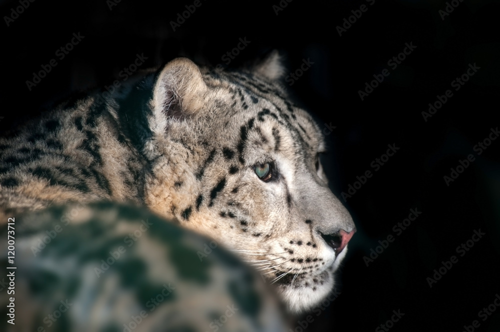 Naklejka premium Snow leopard portrait outdoor isolated on black background