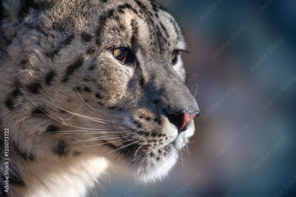 Fototapeta premium Snow leopard portrait outdoor in winter day