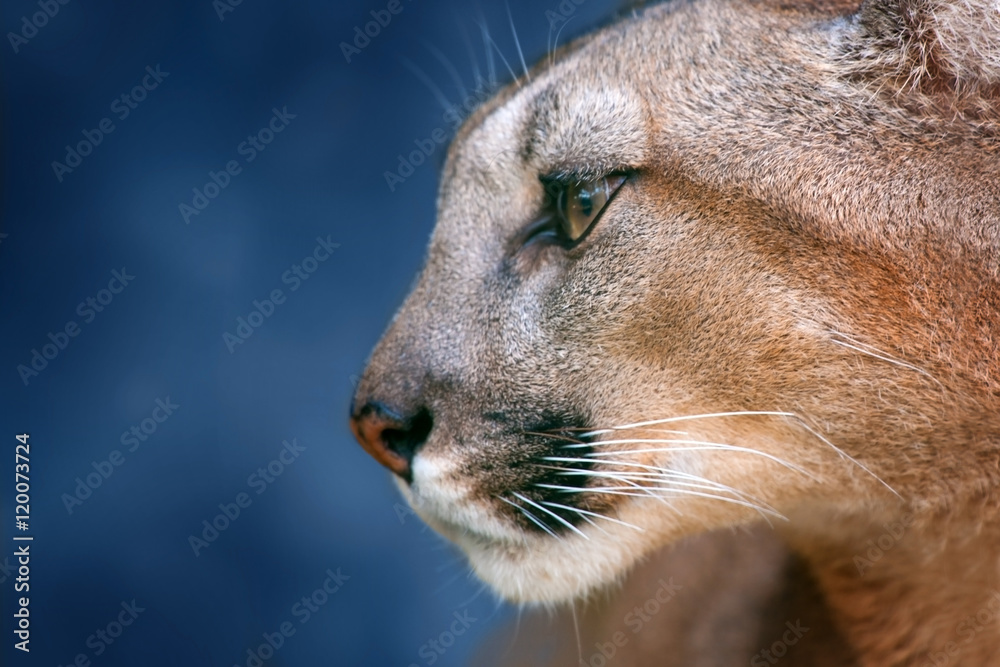 Obraz premium Piękny portret puma z bliska na niebieskim tle