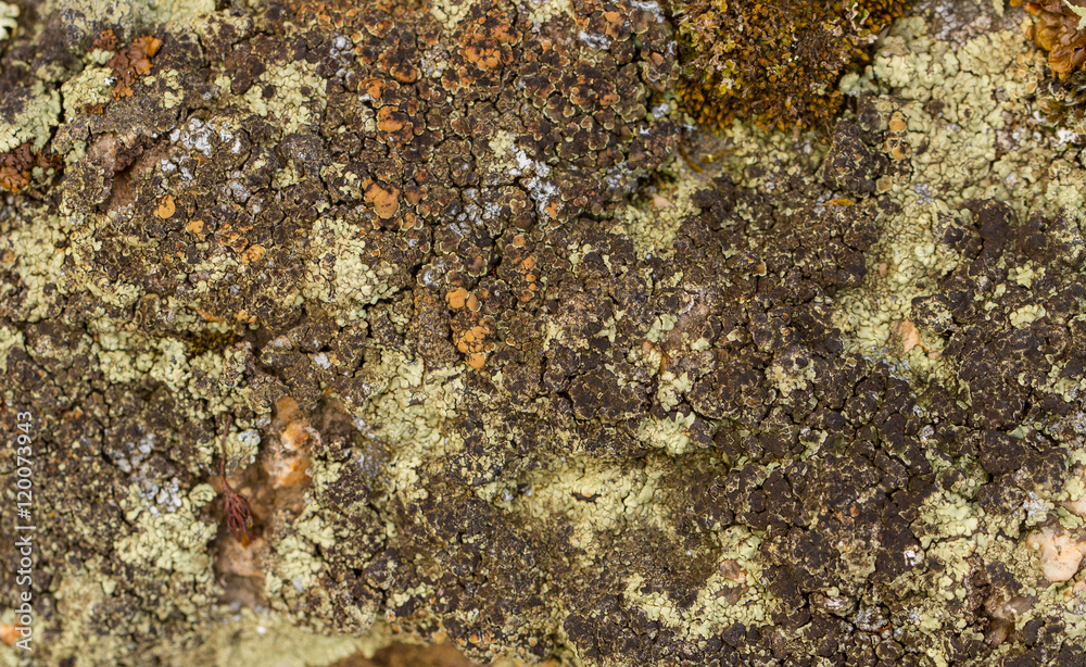 Bright and dark lichen. /light and dark lichen on the stone. close-up, macro. Bright and dark lichen. /light and dark lichen on the stone. close-up, macro.