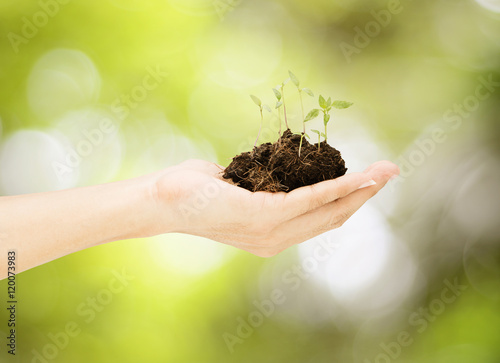 Man hand holding group of little plant on bokeh background