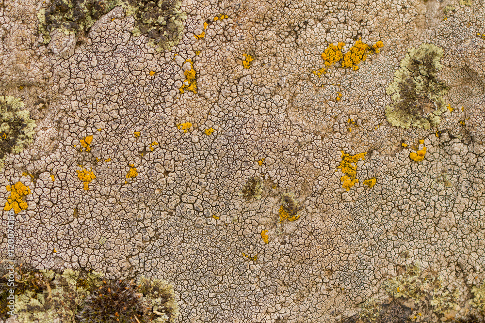 Bright and dark lichen. /light and dark lichen on the stone. close-up, macro. Bright and dark lichen. /light and dark lichen on the stone. close-up, macro.