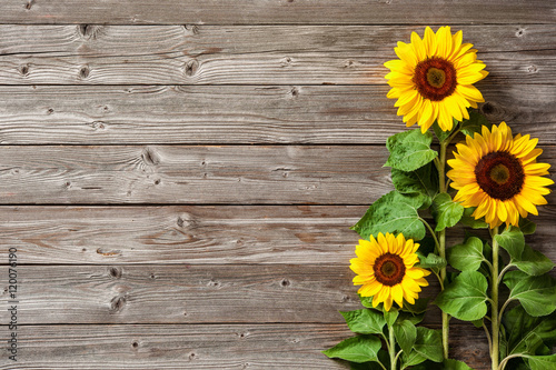 Fototapeta Naklejka Na Ścianę i Meble -  sunflowers on wooden board