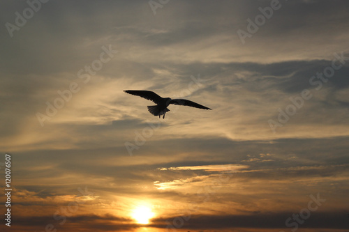 Flying silhouette bird seagulls on the sunset