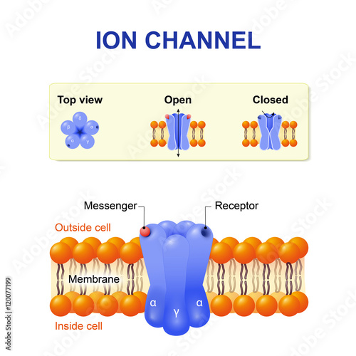 Ion channel