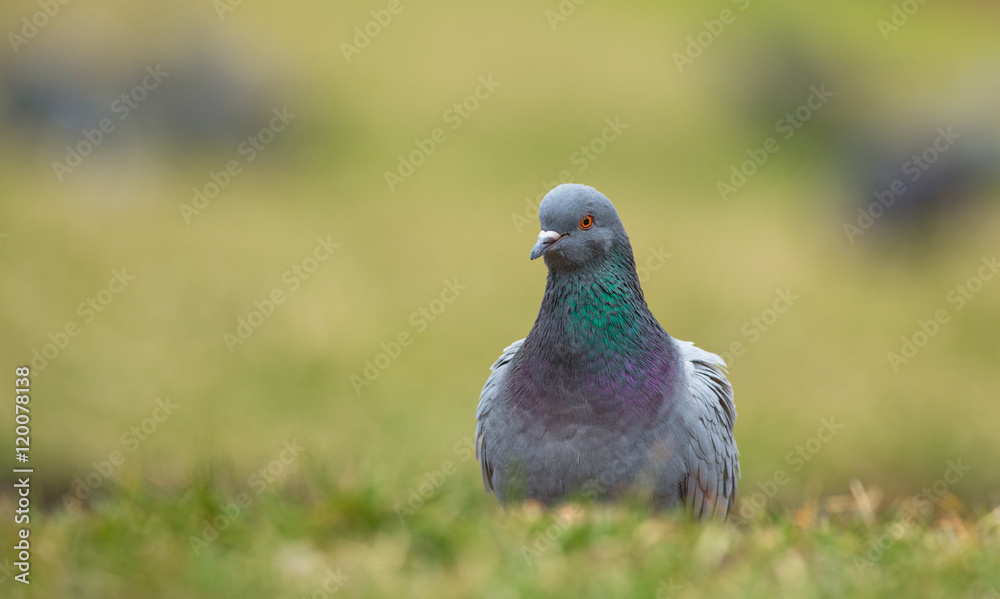 Obraz premium city pigeon