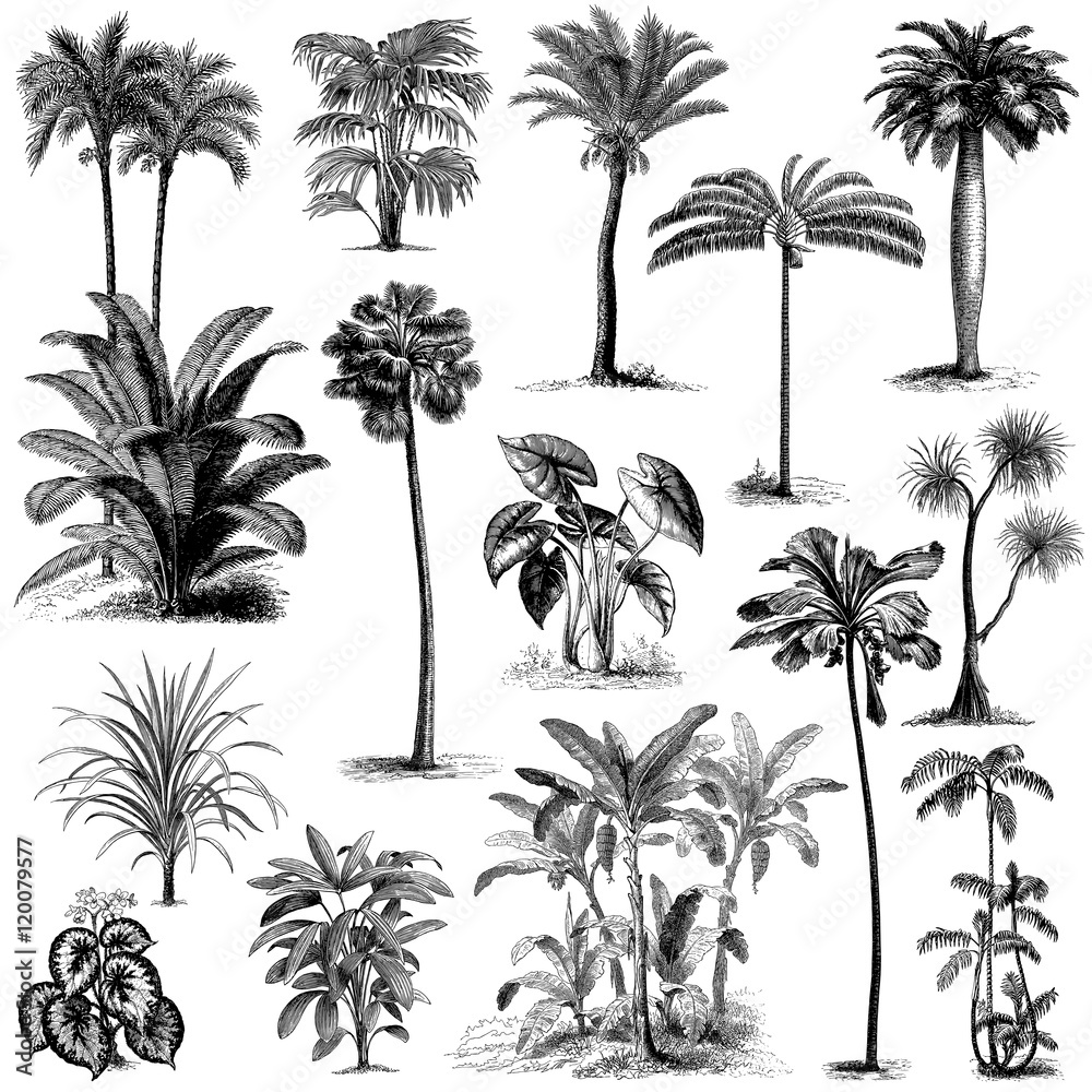 Vintage hand drawn palm trees set 2 - obrazy, fototapety, plakaty 