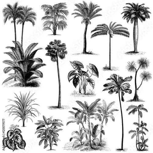 Vintage hand drawn palm trees set 2 photo