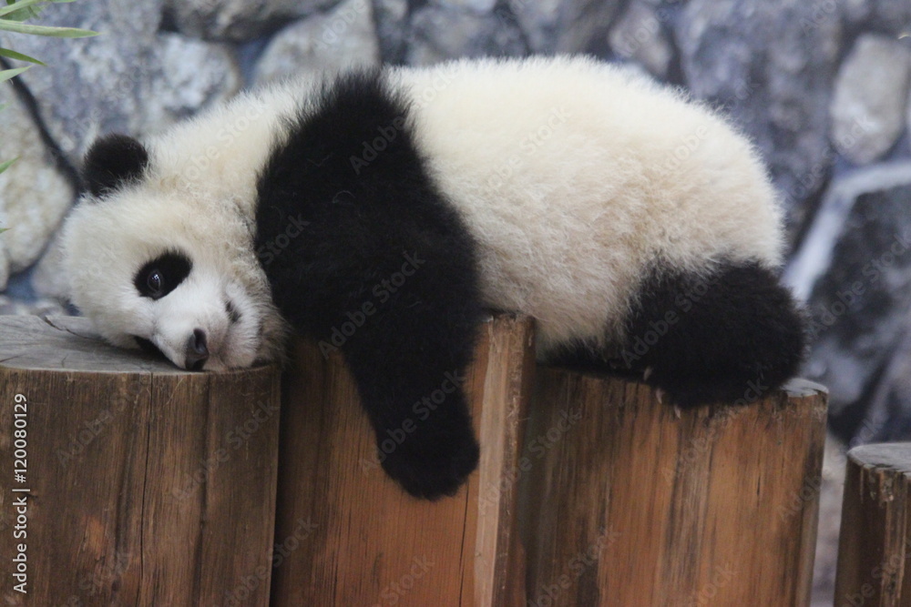 Fototapeta premium Panda