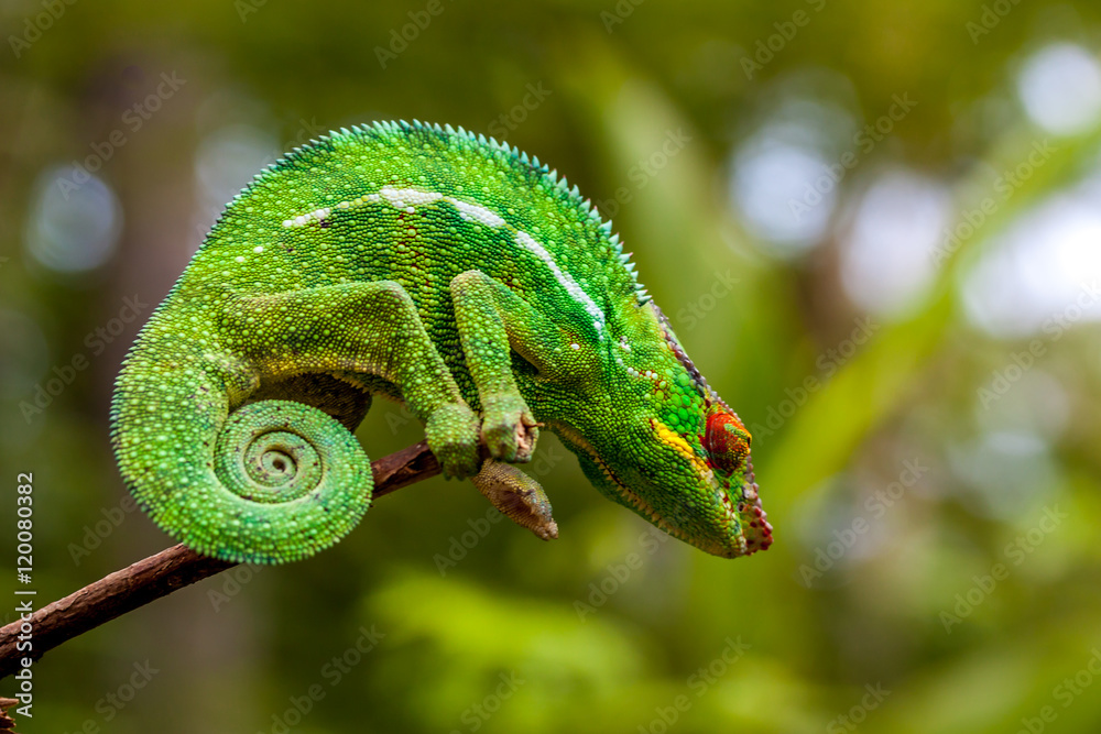 Fototapeta premium Caméléon Panthère Caméléon Panthère mâle de la Réunion