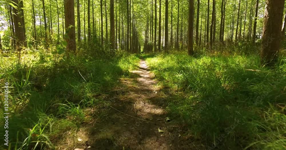Panning through a forest directly into the sun on a bright day Panning through a forest directly into the sun on a bright day