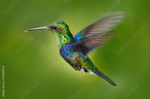Hummingbird Green-crowned Woodnymph, Thalurania fannyi, beautiful action fly scene with open wings, clear green background, Ecuador. Flying hummingbird in the nature. Bird from tropic forest.