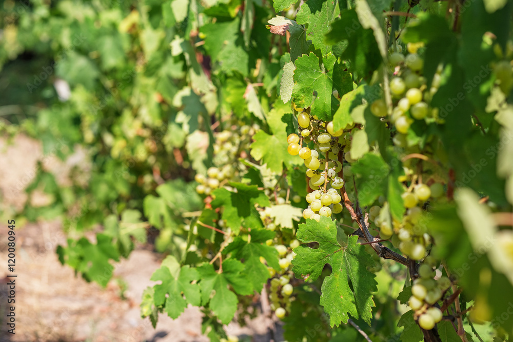 Large bunch of white wine grapes hang from a vine. Large bunch of white wine grapes hang from a vine.