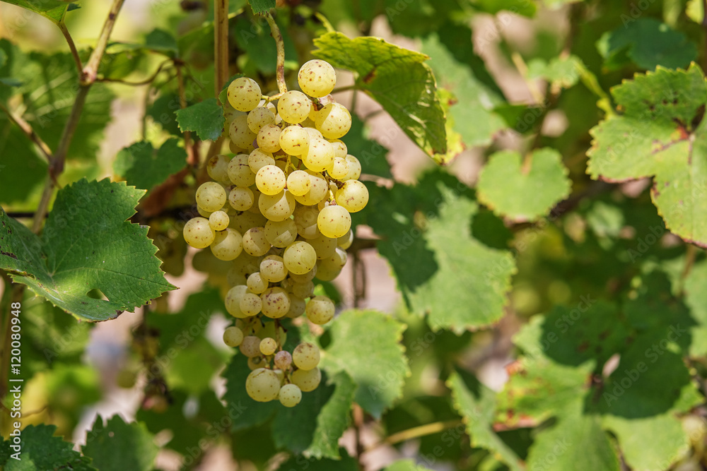 Large bunch of white wine grapes hang from a vine. Large bunch of white wine grapes hang from a vine.