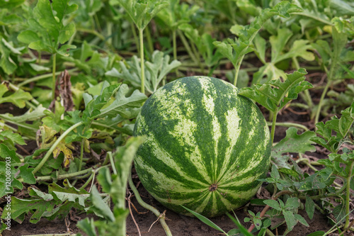 Growing watermelon on the field