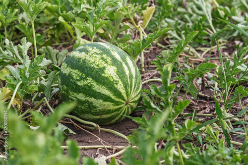 Growing watermelon on the field.