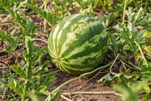 Watermelon (Citrullus lanatus) in a vegetable garden
