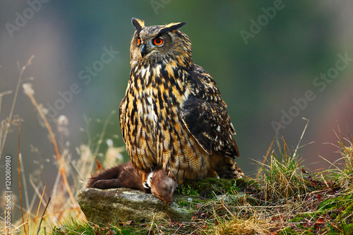 Eurasian Eagle Owl sitting on stone with kill brown Marten during orange autumn. Beautiful Eagle with kill. Eagle Owl in the nature forest habitat. Wildlife scene from nature with owl.