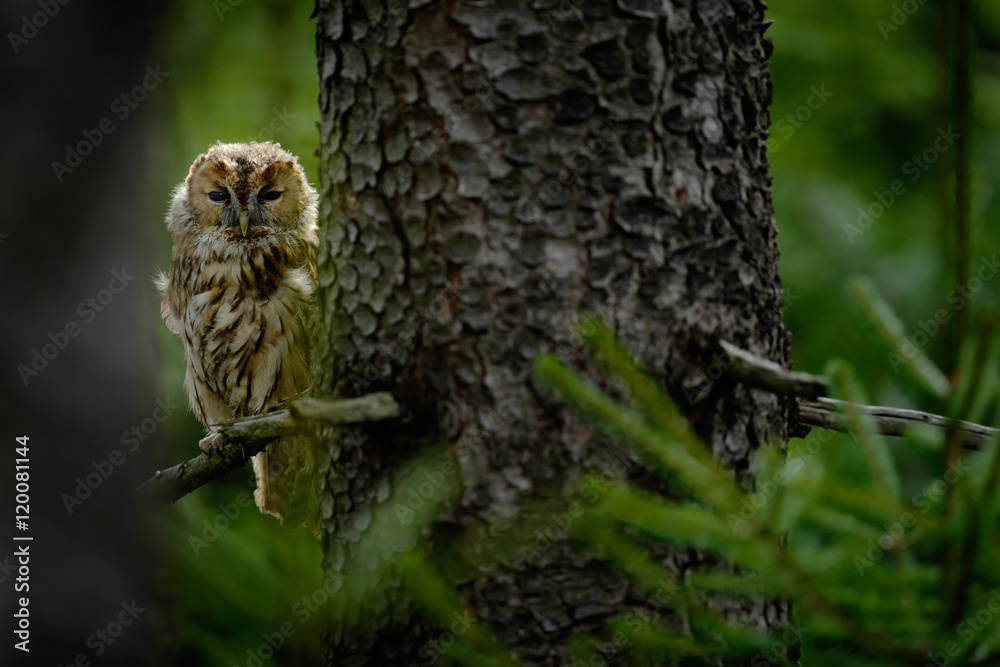 Fototapeta premium Tawny owl hidden in the forest. Brown owl sitting on tree stump in the dark forest habitat with catch. Beautiful animal in nature. Bird in the Sweden forest. Wildlife scene from dark spruce forest.
