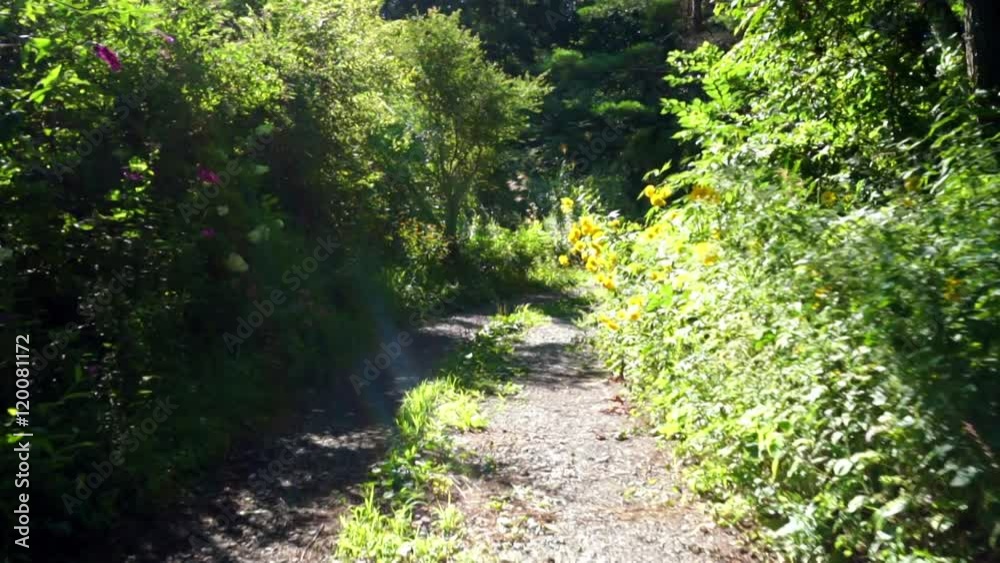 花の咲く細い山道(登山・自然・汎用) 花の咲く細い山道(登山・自然・汎用)