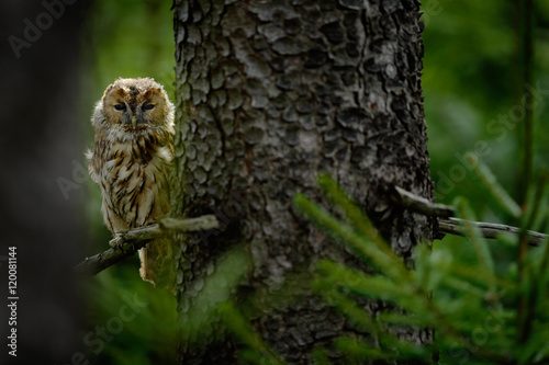 Tawny owl hidden in the forest. Brown owl sitting on tree stump in the dark forest habitat with catch. Beautiful animal in nature. Bird in the Sweden forest. Wildlife scene from dark spruce forest.
