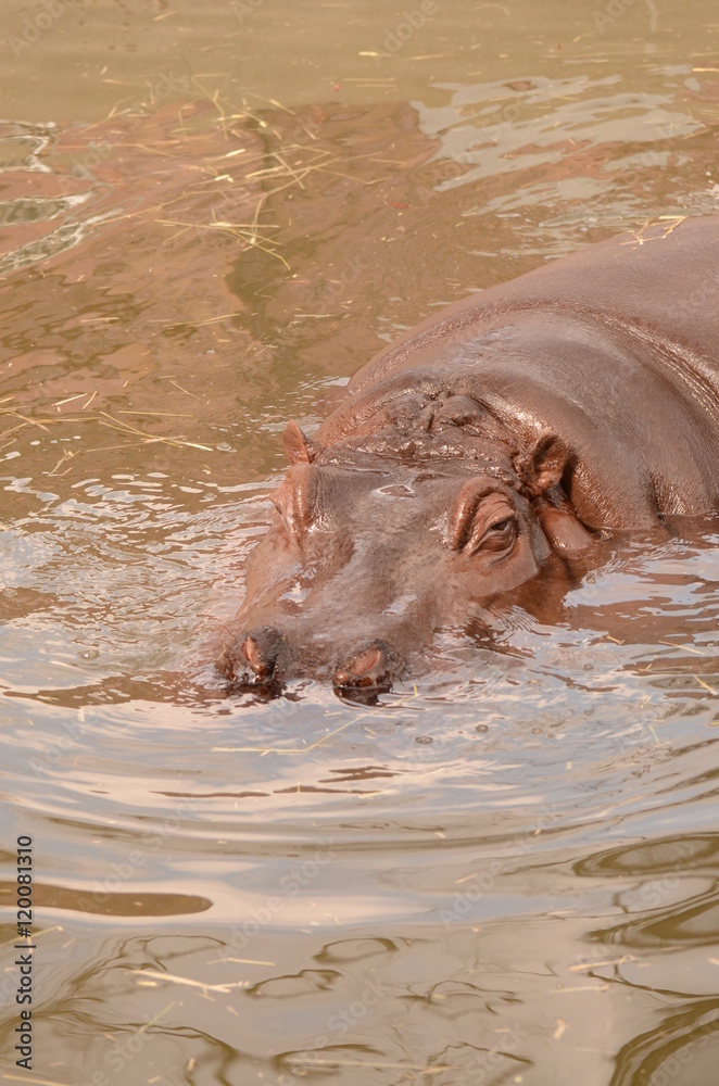 Fototapeta premium カバ
