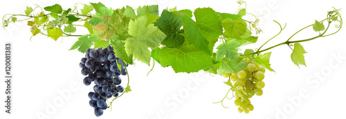 grappes de raisins et pampres de vigne 