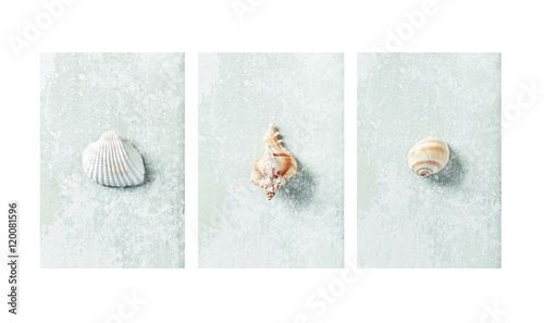 An arrangement of sea shells (wall decoration)