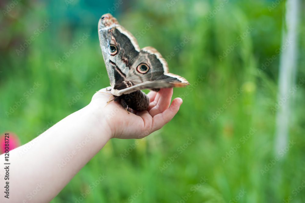 Obraz premium Beautiful butterfly Saturnia pyri sitting on children's hand