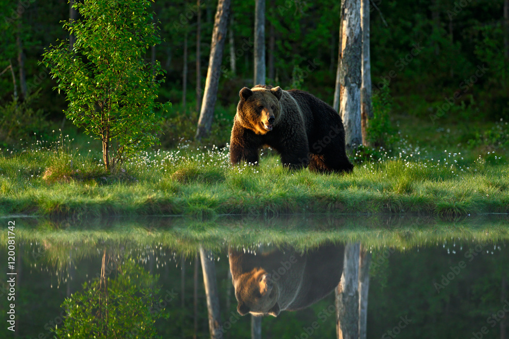 Big brown bear walking around lake in the morning sun. Dangerous animal in the forest. Wildlife scene from Europe. Brown bird in the nature habitat with water, Russia. Bear with reflection in water.