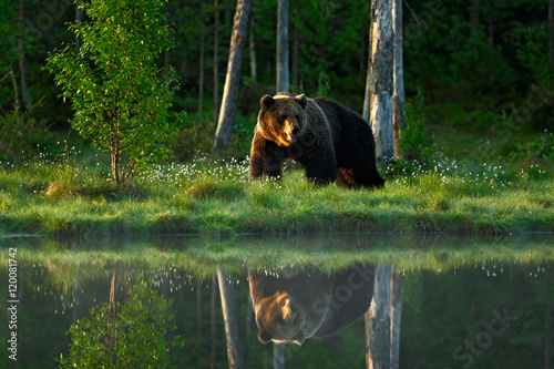 Big brown bear walking around lake in the morning sun. Dangerous animal in the forest. Wildlife scene from Europe. Brown bird in the nature habitat with water, Russia. Bear with reflection in water.