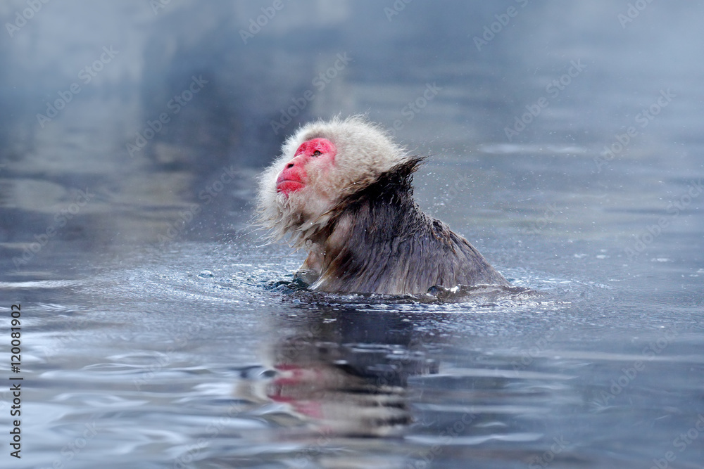 Portrait of monkey in water. Monkey Japanese macaque, Macaca fuscata, red  face portrait in the cold