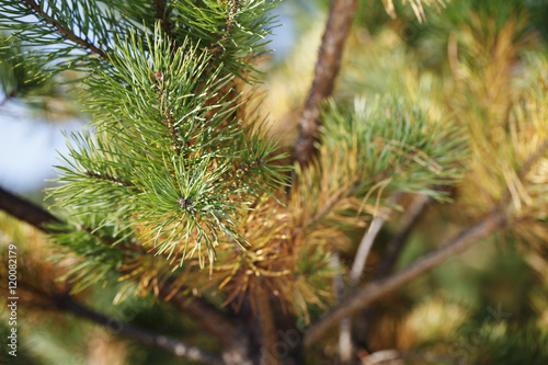 Christmas tree needles close-up