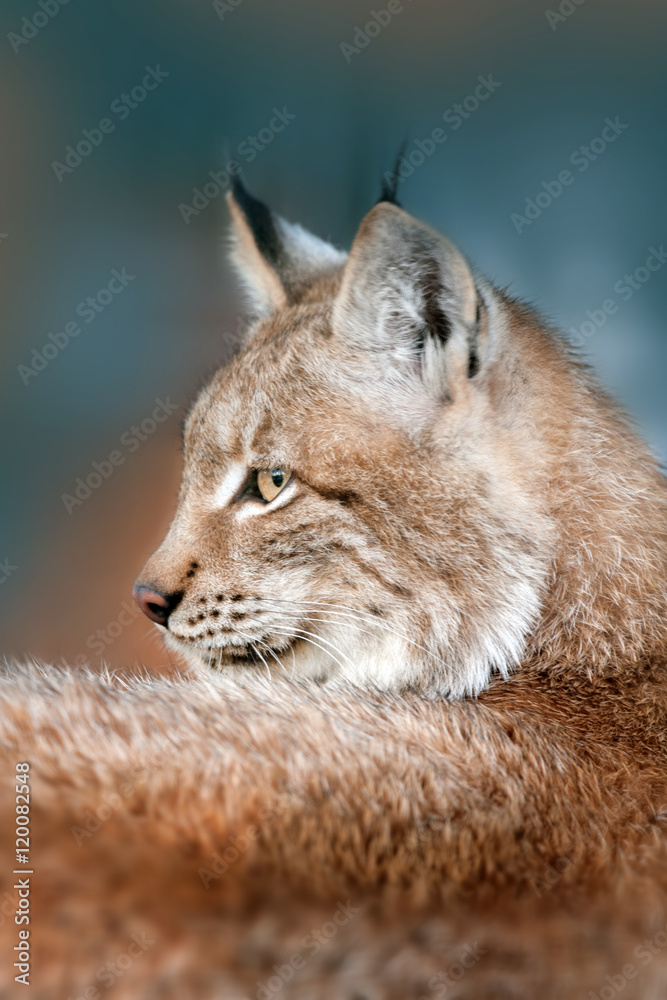Fototapeta premium Siberian lynx head shot portrait outdoor